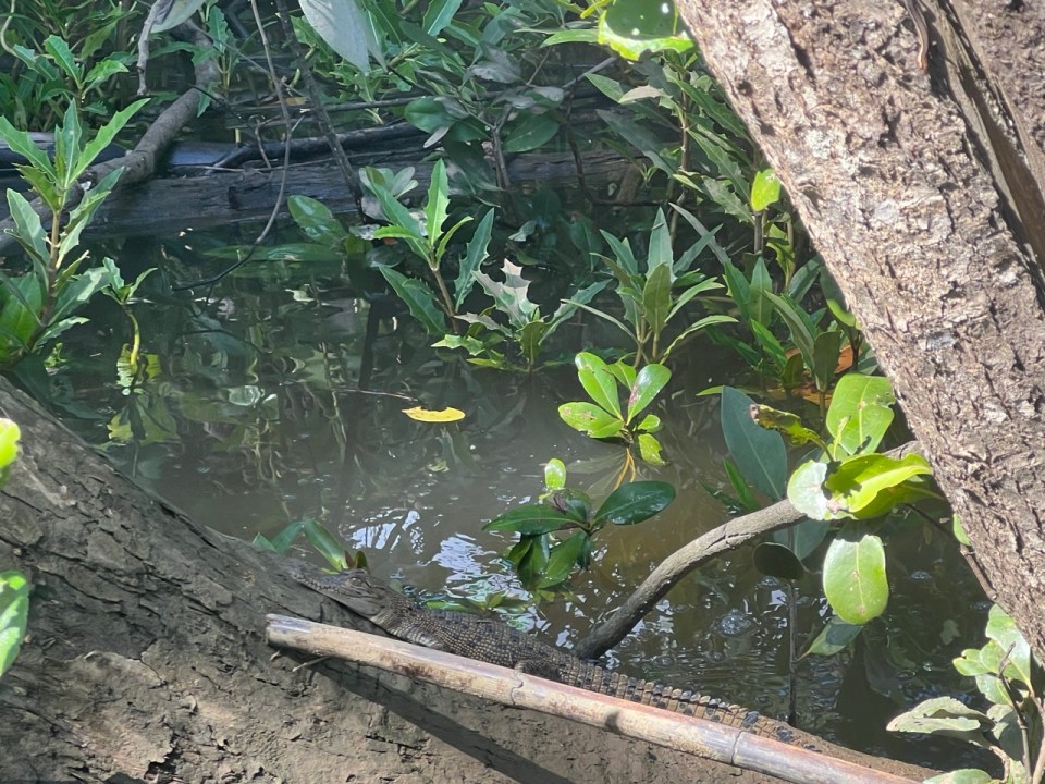 croisière pour voir les croocodiles dans la Daintree Forest