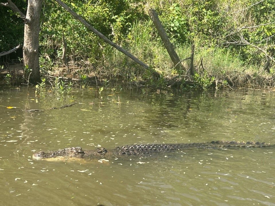 croisière pour voir les croocodiles dans la Daintree Forest