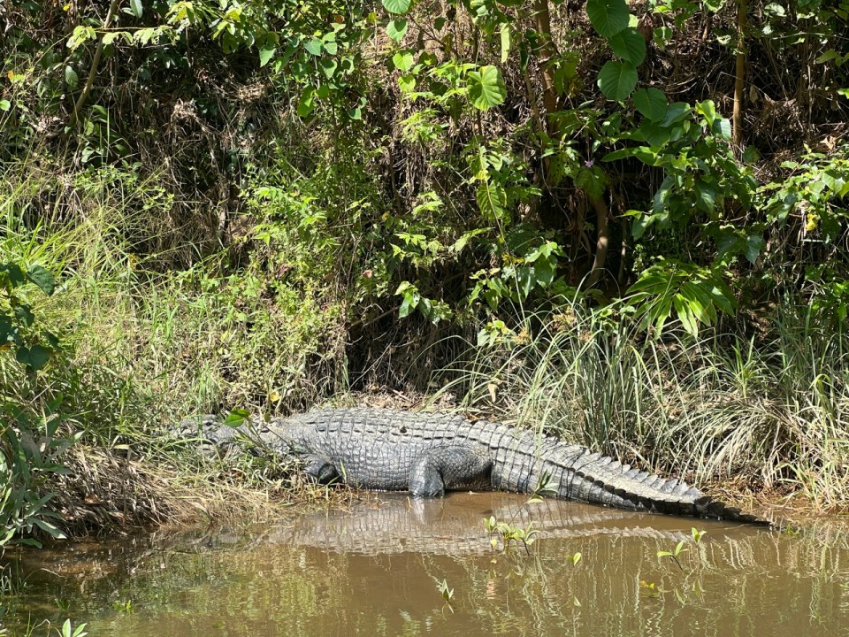 croisière pour voir les croocodiles dans la Daintree Forest