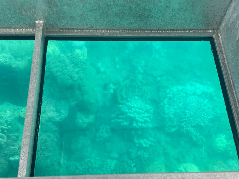 excursion pour voir la Grande Barrière de Corail à Low Isles au départ de Port Douglas.