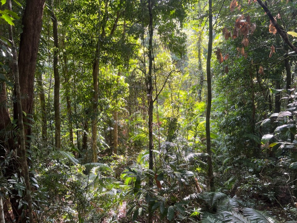 Faire des randonnées dans les  Mossman Gorge à Port Douglas
