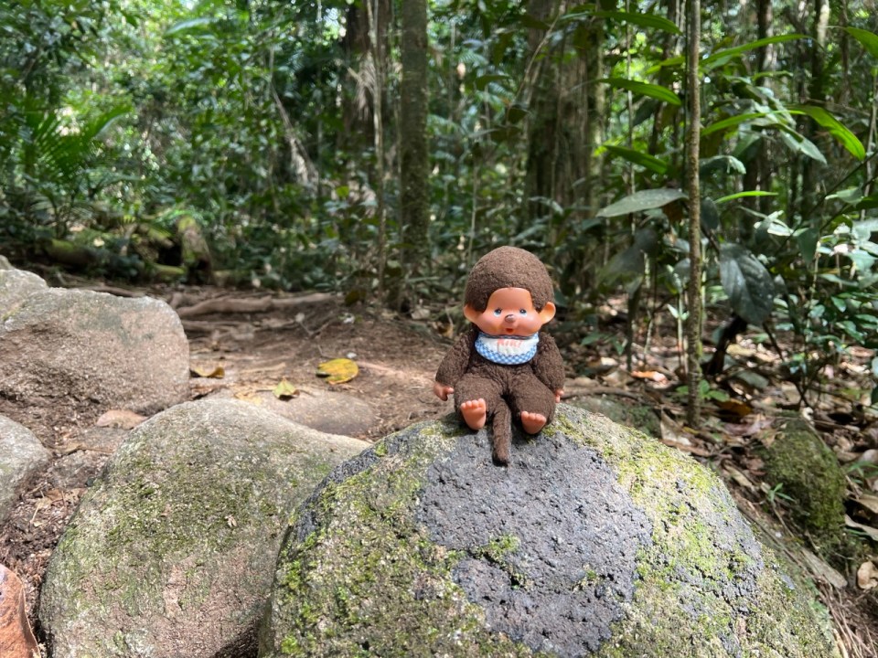 Visiter la Daintree Forest à Port Douglas