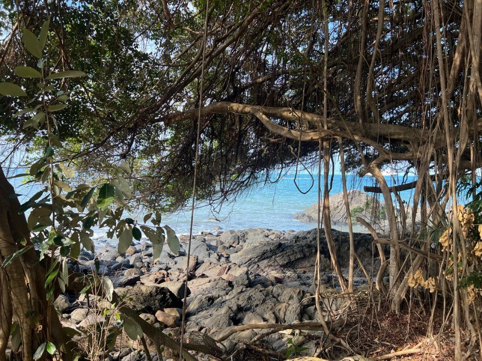 randonnée Flagstaff Hill Walking Trail à Port Douglas