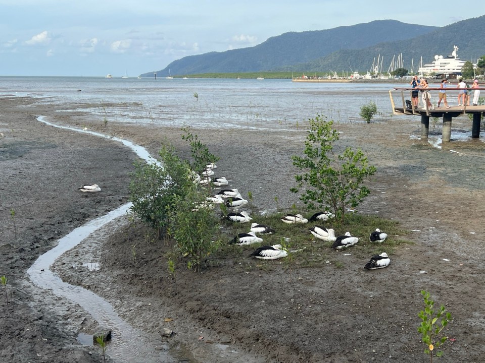 Esplanade de Cairns 