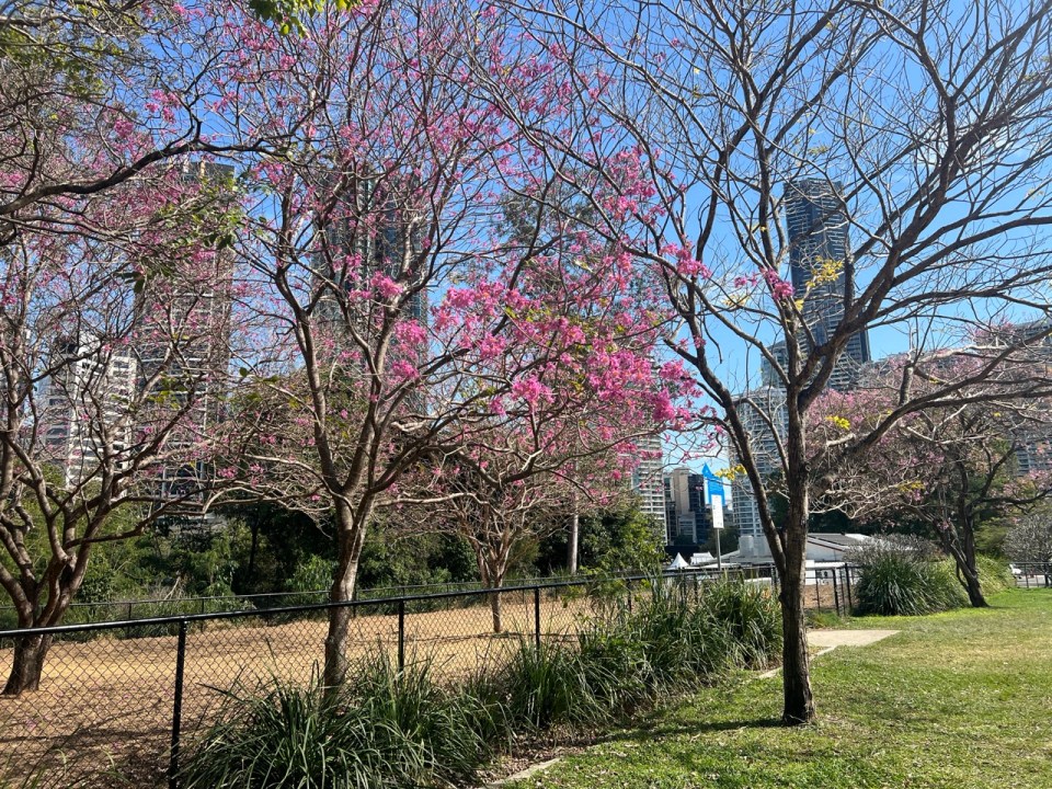 Kangaroo Point Natural History Trail
