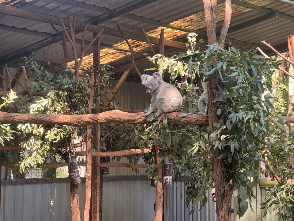 Lone Pine Koala Sanctuary