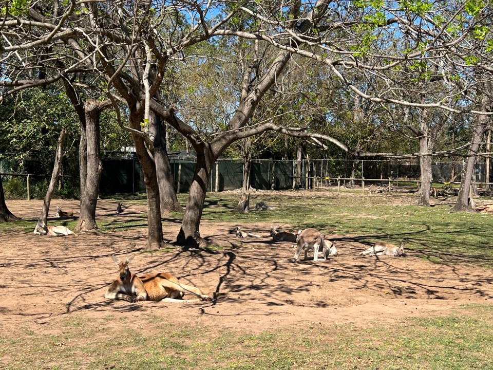 Lone Pine Koala Sanctuary