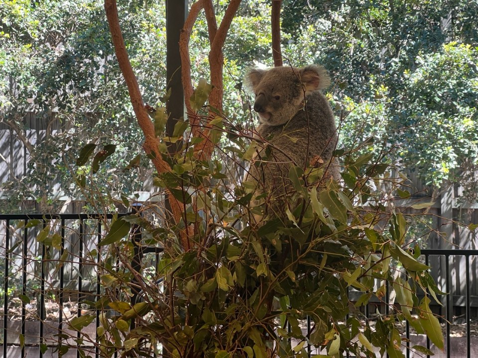 Lone Pine Koala Sanctuary