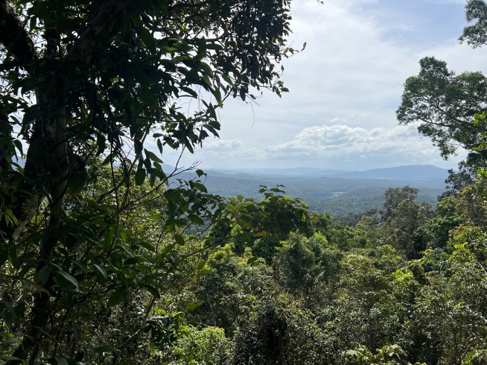 Skyrail Rainforest Cableway à Kurunda