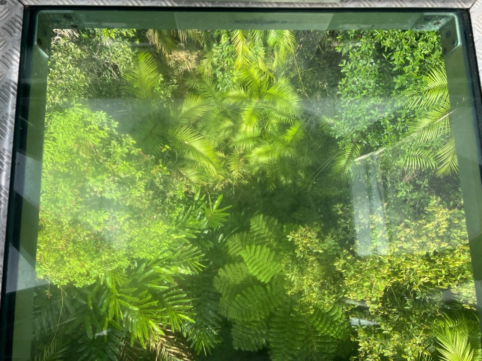 Skyrail Rainforest Cableway à Kurunda