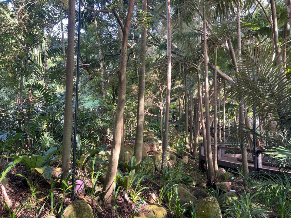 Rainforest Walk à Brisbane 