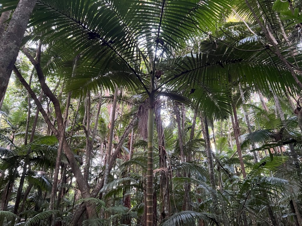 Cairns Botanic Gardens