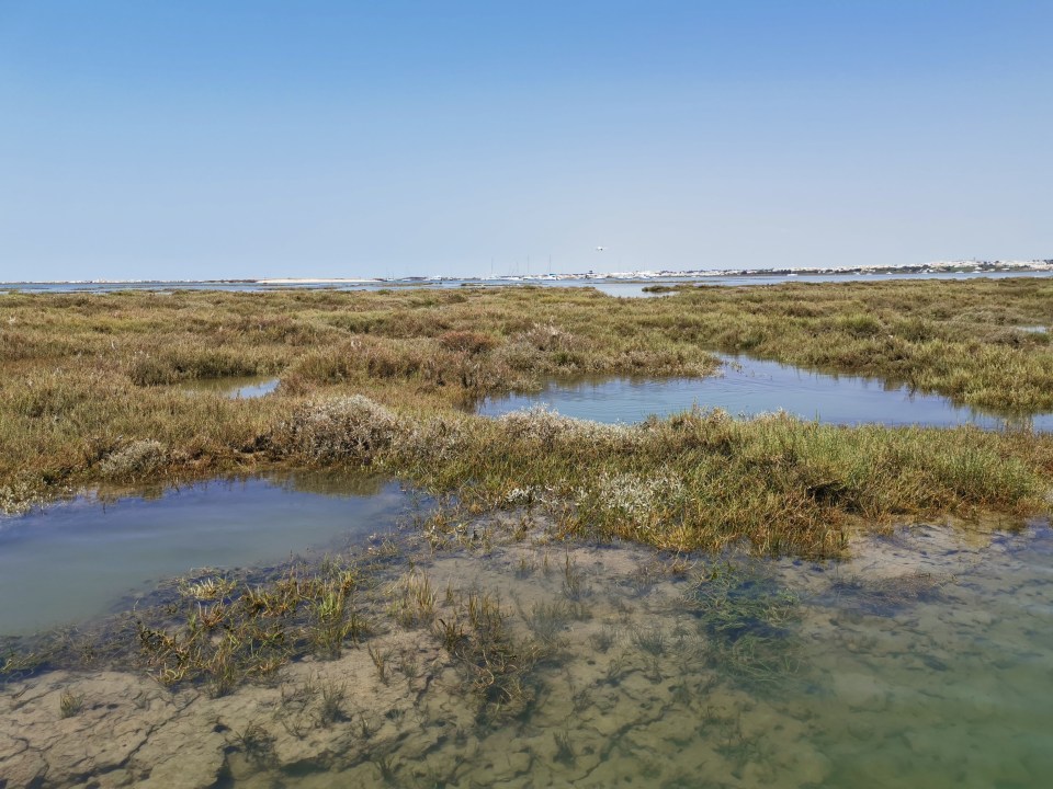 Croisière en catamaran sur l'île Deserta et l'île de Farol